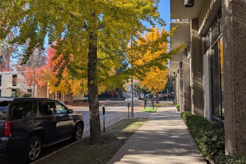 Home 9 A sunlit urban sidewalk lined with vibrant autumn trees and 1787677299